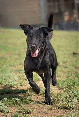 LAOLA - verschmust, verspielt, lebhaft, neugierig, liebt Spielsachen, Mischling (Video-Link vorhanden) - Hündin