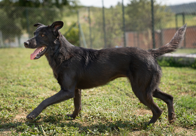 LAOLA - verschmust, verspielt, lebhaft, neugierig, liebt Spielsachen, Mischling (Video-Link vorhanden) - Hündin