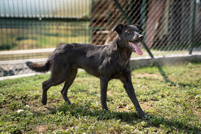 LAOLA - verschmust, verspielt, lebhaft, neugierig, liebt Spielsachen, Mischling (Video-Link vorhanden) - Hündin