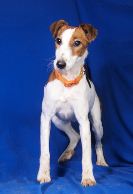 LARA - sehr freundlich und menschenorientiert, neugierig, temperamentvoll, lebhaft, intelligent, als Zweithund zu einem mittelgroßen oder großen Rüden, Glatthaar Foxterrier - Hündin