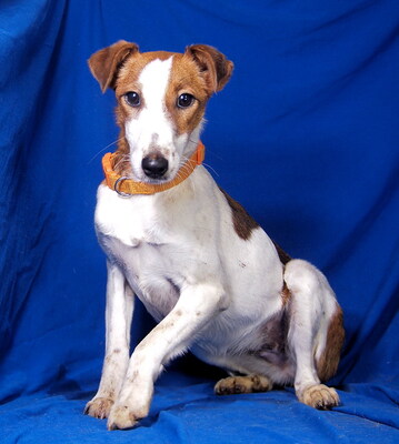 LARA - sehr freundlich und menschenorientiert, neugierig, temperamentvoll, lebhaft, intelligent, als Zweithund zu einem mittelgroßen oder großen Rüden, Glatthaar Foxterrier - Hündin