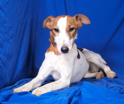 LARA - sehr freundlich und menschenorientiert, neugierig, temperamentvoll, lebhaft, intelligent, als Zweithund zu einem mittelgroßen oder großen Rüden, Glatthaar Foxterrier - Hündin