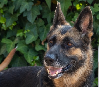 LASKA, Deutscher Schäferhund - Hündin 1