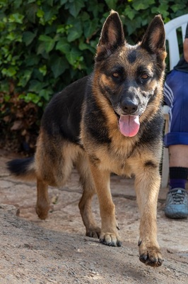 LASKA, Deutscher Schäferhund - Hündin