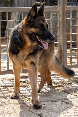 LASKA, Deutscher Schäferhund - Hündin