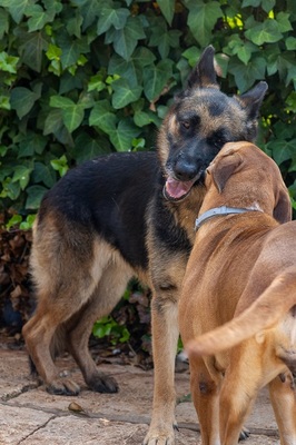 LASKA, Deutscher Schäferhund - Hündin