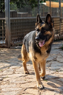 LASKA, Deutscher Schäferhund - Hündin