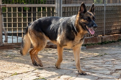 LASKA, Deutscher Schäferhund - Hündin