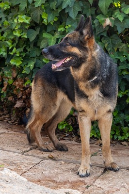 LASKA, Deutscher Schäferhund - Hündin