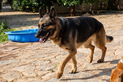 LASKA, Deutscher Schäferhund - Hündin