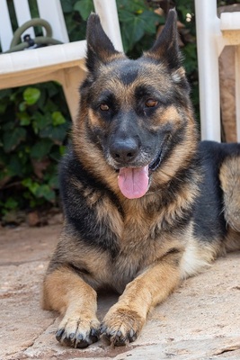 LASKA, Deutscher Schäferhund - Hündin