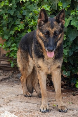 LASKA, Deutscher Schäferhund - Hündin