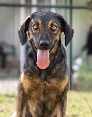 LASKA - sehr menschenbezogen und zutraulich, verschmust, bewegungsfreudig, verspielt, liebt Wasser