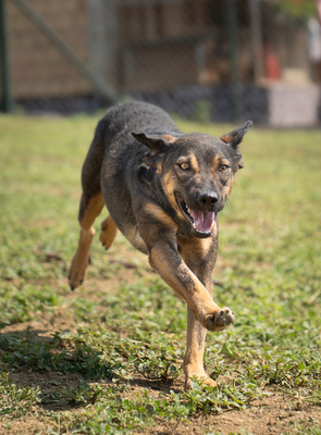 LASKA - sehr menschenbezogen und zutraulich, verschmust, bewegungsfreudig, verspielt, liebt Wasser, Mischling (Video-Link vorhanden) - Hündin