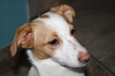 LASKONKA, Niederösterreich, Dackelmix - Hündin