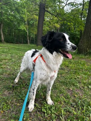 LAURINA, Spaniel-Spitzmix - Hündin