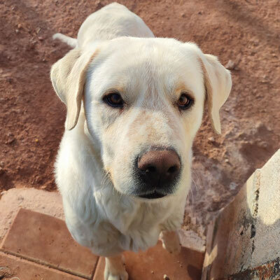 LAYA, Mastiff Mischling - Hündin