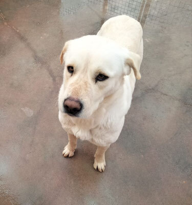 LAYA, Mastiff Mischling - Hündin