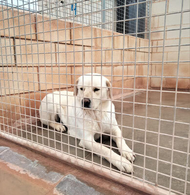 LAYA, Mastiff Mischling - Hündin