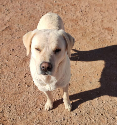 LAYA, Mastiff Mischling - Hündin