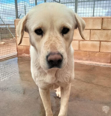 LAYA, Mastiff Mischling - Hündin