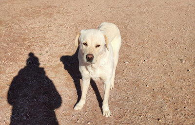 LAYA, Mastiff Mischling - Hündin