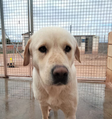 LAYA, Mastiff Mischling - Hündin