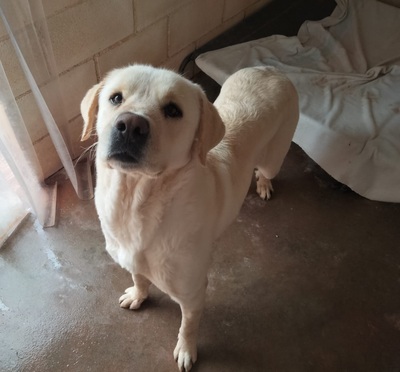LAYA, Mastiff Mischling - Hündin