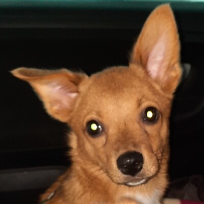 LAYANA, Mischling Welpen - Hündin