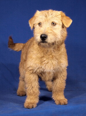 LAYLA - R E S E R V I E R T !!!!! liebenswert, ausgeglichen, anhänglich, verschmust, lebhaft, verspielt, katzenverträglich, Mischling Welpen - Hündin