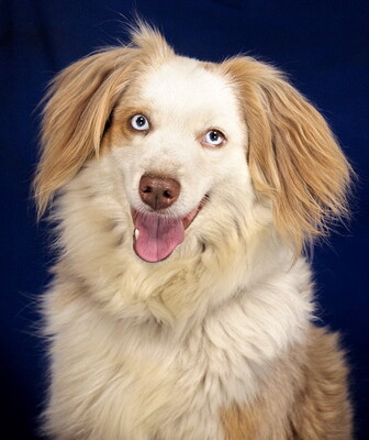 LAYLA - R E S E R V I E R T !!!!! sehr lieb und freundlich, verschmust, sehr bewegungsfreudig und intelligent, anfangs etwas ängstlich, Mini Australian Shepherd - Hündin