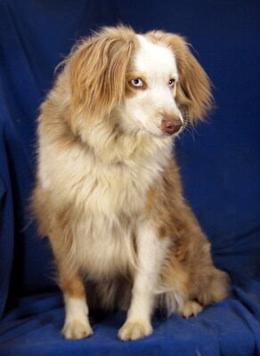 LAYLA - R E S E R V I E R T !!!!! sehr lieb und freundlich, verschmust, sehr bewegungsfreudig und intelligent, anfangs etwas ängstlich, Mini Australian Shepherd - Hündin