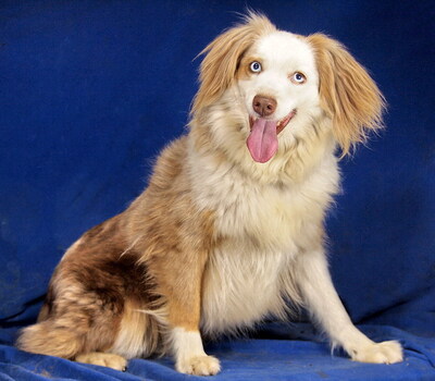 LAYLA - R E S E R V I E R T !!!!! sehr lieb und freundlich, verschmust, sehr bewegungsfreudig und intelligent, anfangs etwas ängstlich, Mini Australian Shepherd - Hündin