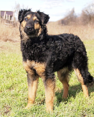 LAYLA - freundlich, anhänglich, lebhaft, fröhlich, intelligent, anfangs etwas ängstlich