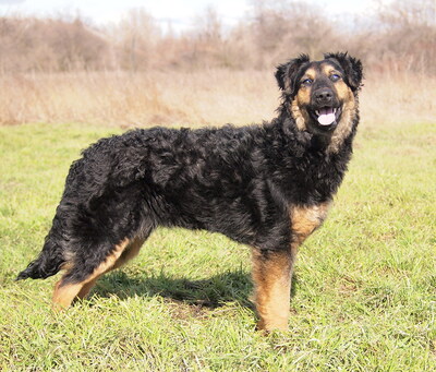 LAYLA - freundlich, anhänglich, lebhaft, fröhlich, intelligent, anfangs etwas ängstlich, Mischling - Hündin