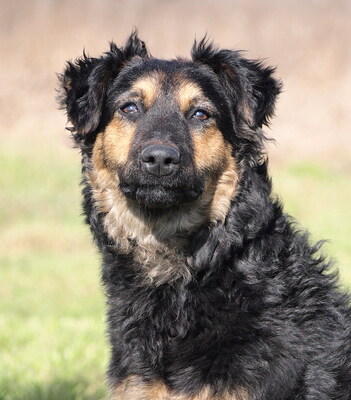 LAYLA - freundlich, anhänglich, lebhaft, fröhlich, intelligent, anfangs etwas ängstlich, Mischling - Hündin