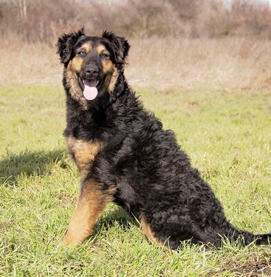 LAYLA - freundlich, anhänglich, lebhaft, fröhlich, intelligent, anfangs etwas ängstlich, Mischling - Hündin