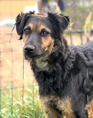 LAYLA - freundlich, anhänglich, lebhaft, fröhlich, intelligent, anfangs etwas ängstlich