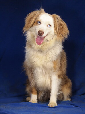 LAYLA - sehr lieb und freundlich, verschmust, sehr bewegungsfreudig und intelligent, anfangs etwas ängstlich