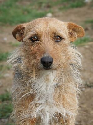 LEA - R E S E R V I E R T !!!!! sanft, gutmütig, vorsichtig, unsicher, freundlich, mag Streicheleinheiten, liebenswürdig, Mischling (Video auf HP) - Hündin