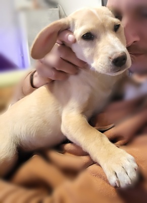 LEA Welpenmädchen, Mischling - Hündin