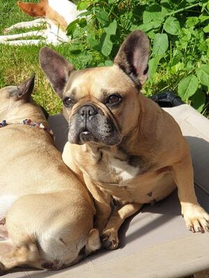 LEA, franz.Bulldogge - Hündin
