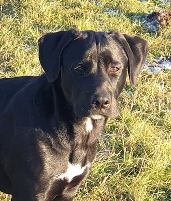 LEANDRO Leo, Labradormix - Rüde