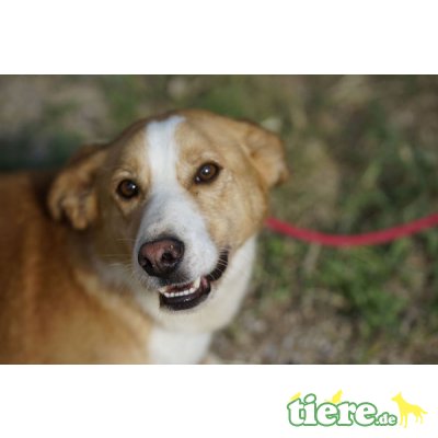 LEFU (M)-liebenswert, sozial, ruhig, .Mischling - Rüde