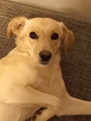 LEMMY, Mischling - Rüde