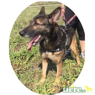 LENA - DRINGENDER NOTFALL! FIT UND VERSCHMUST, Schäferhund Mischling - Hündin