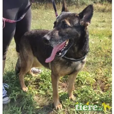 LENA - DRINGENDER NOTFALL! FIT UND VERSCHMUST, Schäferhund Mischling - Hündin