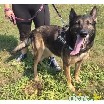 LENA - DRINGENDER NOTFALL! FIT UND VERSCHMUST, Schäferhund Mischling - Hündin
