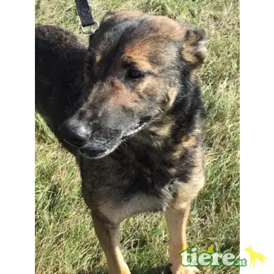 LENA - DRINGENDER NOTFALL! FIT UND VERSCHMUST, Schäferhund Mischling - Hündin