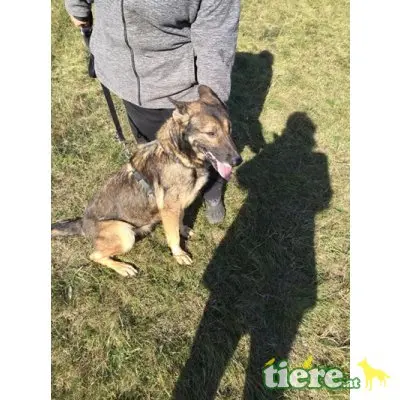 LENA - DRINGENDER NOTFALL! FIT UND VERSCHMUST, Schäferhund Mischling - Hündin